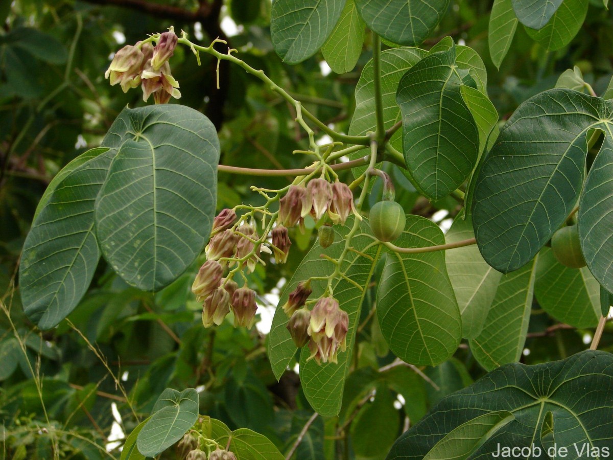 Manihot carthagenensis (Jacq.) Müll.Arg.